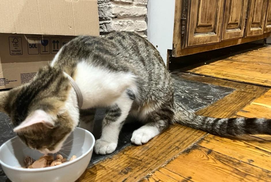 Fundmeldung Katze rassenmischung Männliche Aire-sur-l'Adour Frankreich