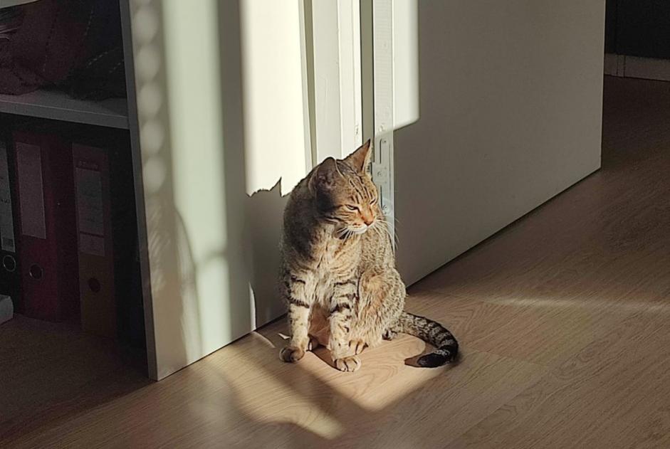 Discovery alert Cat Female Lyon France
