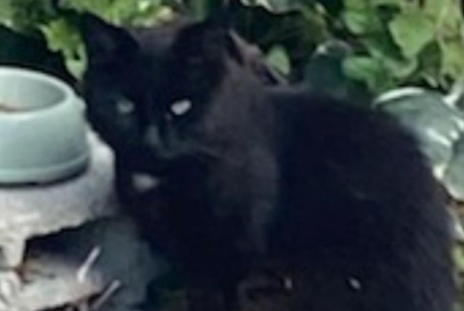 Alerte Découverte Chat  Inconnu Meillon France