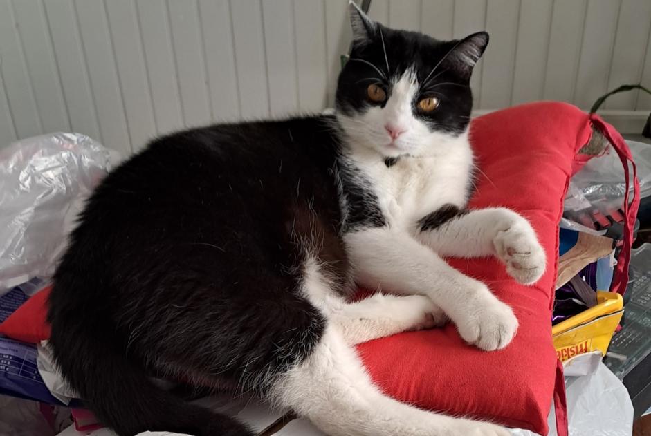 Avviso scomparsa Gatto Maschio , 6 anni Lagarde Francia Avviso scomparsa Gatto Maschio , 6 anni Lagarde Francia